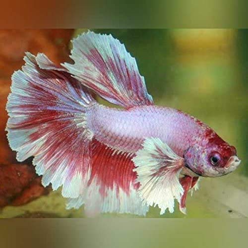 SevenSeaSupply Male Dumbo Halfmoon Betta - Live Aquarium Tropical Fish - Siamese Betta Fish