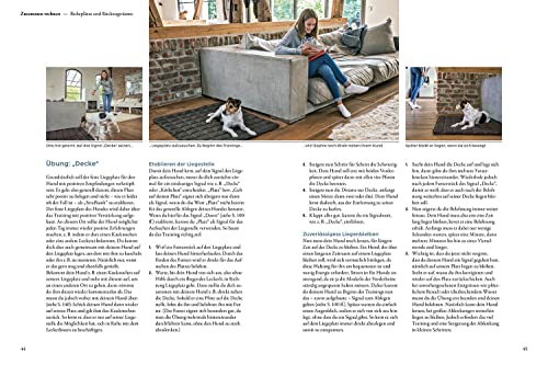 Hundetraining mit Martin Rütter: verständlich, partnerschaftlich, individuell