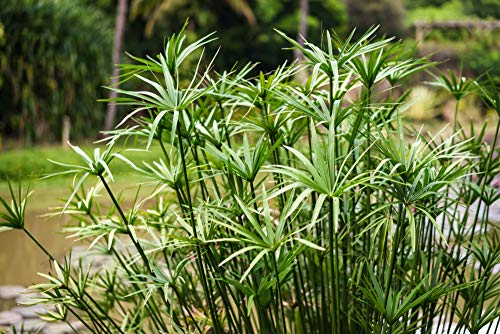 RWS 10 semillas real Cyperus papiro, plantar ungypt. Papel, chufa,