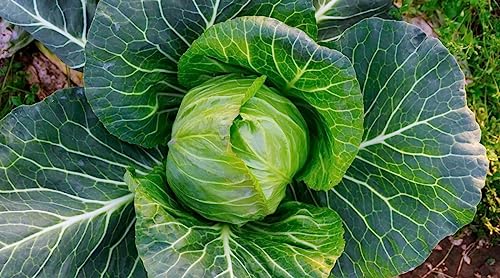 Image of Cabbage seeds (30 seeds)