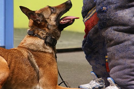 michael ellis e collar