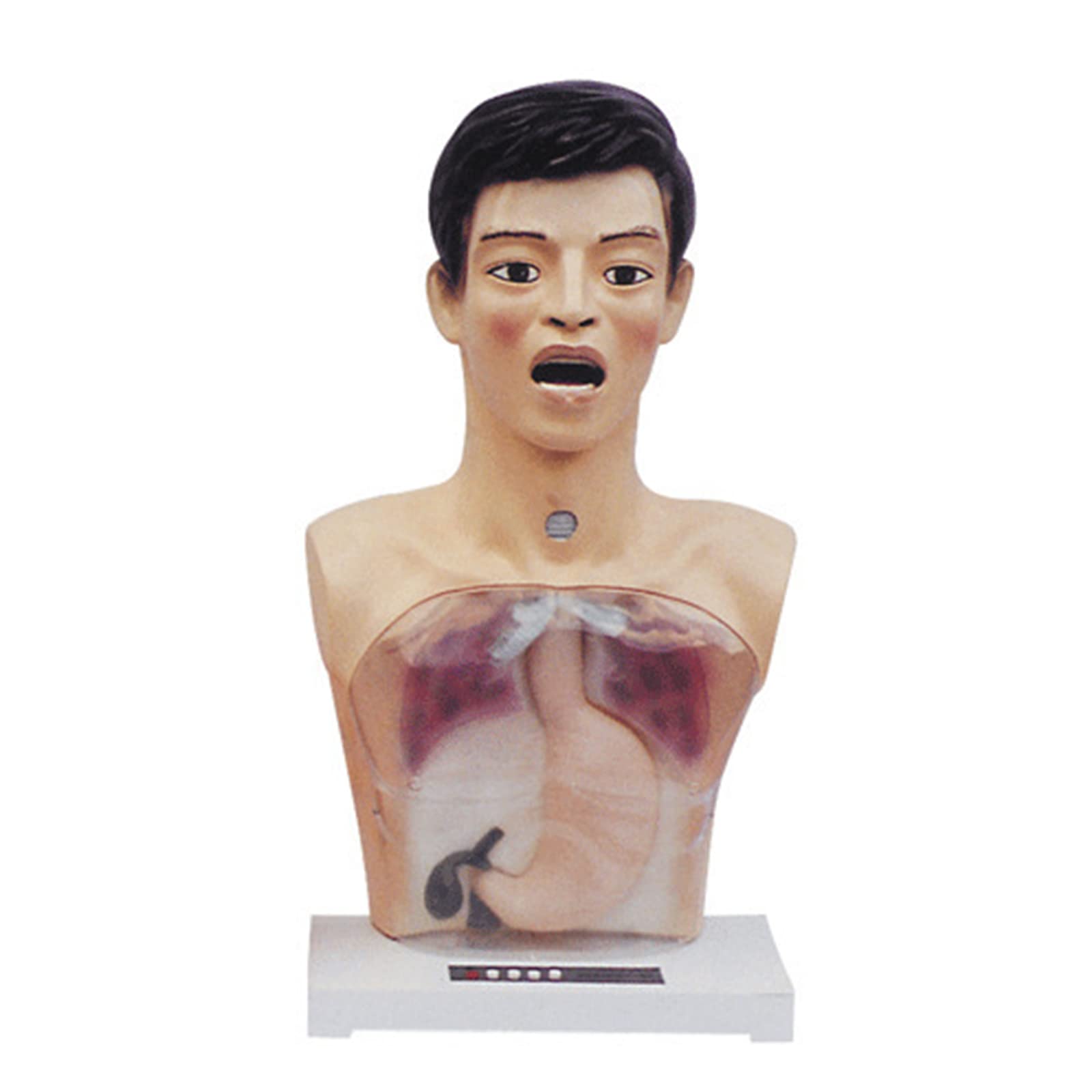 Sjdopulse Men's Advanced Half-Length Transparent Gastric Lavage Model, Manikin Teaching Model Medical Gastric Lavage Model Health Care Model