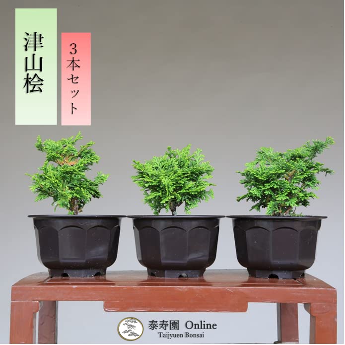 Amazon.co.jp: 『津山檜』盆栽素材•苗木 3本セット 【泰寿園 Online