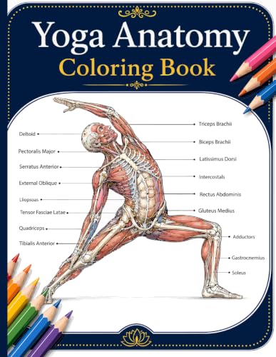 Yoga Anatomy Coloring Book: Discover the Anatomy Behind Popular Yoga Poses with Detailed Muscle Bone and Joint Illustrations Helping Yoga Beginners ... and Body Awareness Through Relaxing Co image 2