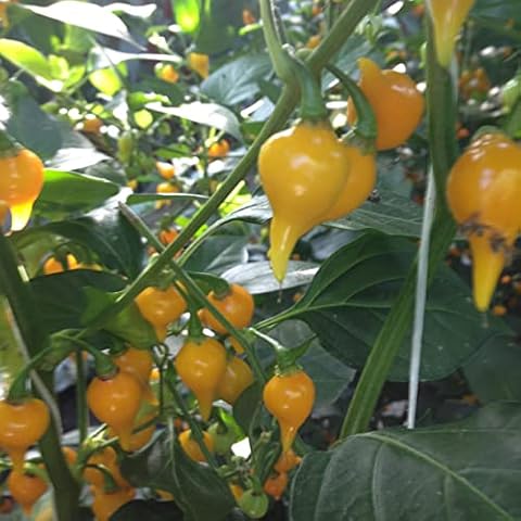 Viridis Hortus - Biquinho Yellow (Pearl Peppers) (10) Fruit / Vegetable Seeds Cover
