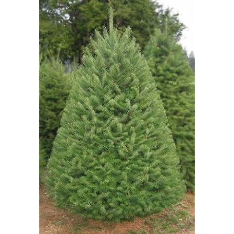 Tree Seeds Online - Pseudotsuga Menziesii Taxifolia. Douglas Fir. 20 Seeds Cover