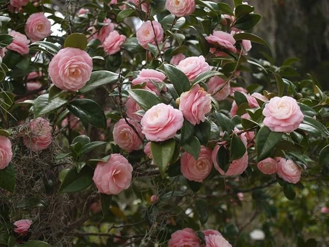 Image of Camellia Pink Perfection flower Live Plant Rare Hybrid (Plant Height 1.5-2.5 Feet) Live Flower Plant for Home garden Indoor Outdoor Shrubs Tree
