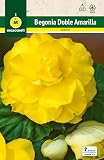 Mascarell Semillas, BEGONIA DOBLE AMARILLA, Semillas Bulbosas, Bulbos de Flores Primavera Fácil de Cultivar, Bolsa 2 Bulbos