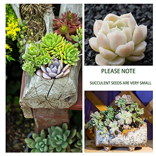 800Pcs Mix Rare Succulent Seeds For Planting, Diy Bonsai Ornamental Plant, Non-Gmo Open Pollinated Seeds #TOP2