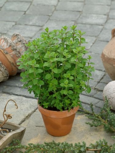 Oregano Seeds Origanum Vulgare .02 Grams Approx 150 Gardening Seeds Herb Garden Seed
