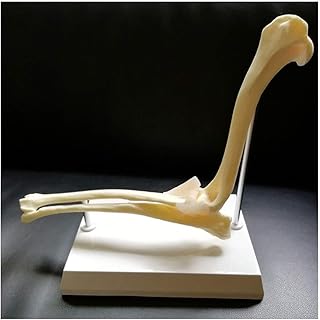 Canine Dog Joint Anatomical Model - Medical Anatomical Animal Joint Model - Dog Elbow Joint Model - Canine Bone Skeleton Anatomical Medical Model