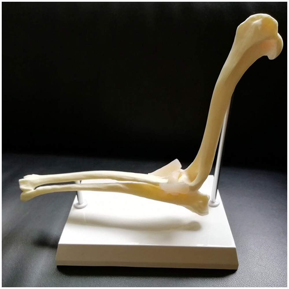 sjdoPulse Dog Elbow Joint Model - Animal Joint Model - Canine Dog Joint Anatomical Model - Medical Anatomical Canine Skeleton Bone Model - for Veterinary Study Teaching