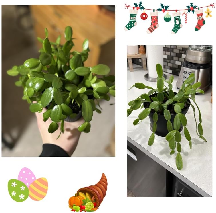 Miniatura 4 de Verdadera planta de cactus de Acción de Gracias viva en maceta de 4 pulgadas, lista para florecer, plantas de cactus de Navidad en vivo, flores