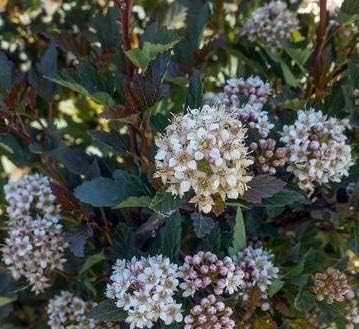 Physocarpus Opulifolius, Ninebark, 4-8" Tall Potted Plant, Great as a Accent Plant, Starter Plant