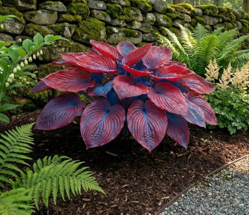 Hosta Flower Seeds Multicolor Imported Home Garden Decorative Plant Midnight Rainbow Shade Loving Indoor Outdoor Balcony Terrace Foliage Ornamental Easy Grow (RED BLUE DUO)