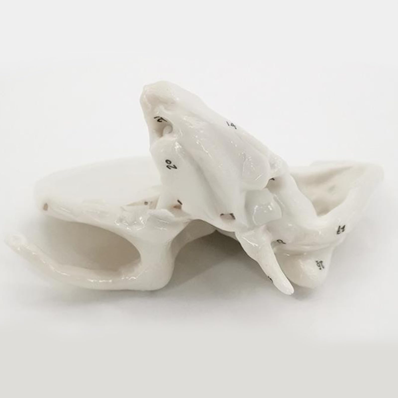 Menschliches Skelettmodell für Anatomie Ethmoidknochenmodell Lehrhilfe Praktische Temporal Bone Krankenhausbedarf Menschliche Temporal für Anatomie Skelett Medizin Lehrbedarf