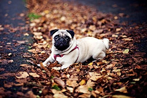 Jigsaw Puzzle 500 Pieces Pug in The Fallen Leaves Adults Children Wooden Puzzle Leisure Creative Games Toys Puzzles
