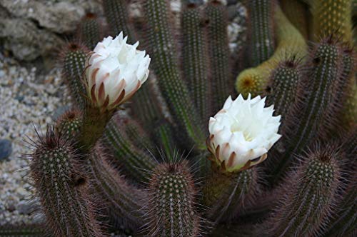 Trichocereus Strigosus, Echinopsis Strigosa Cactus Seeds (25 Seeds) #TOP1