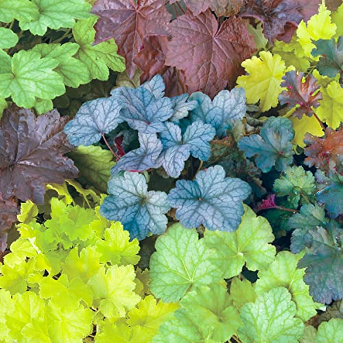 GARDENS ALIVE! - Mixed Colored Coral Bells Heuchera Dormant Bare Root Perennial Starter Plant Roots 5 Plants per Offer