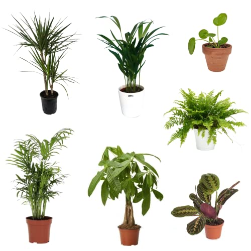 SMPLY. - Pack de 7 plantas naturales interior: Areca + Maranta Leuconera + Chamaedorea + Dracaena Marginata + Helecho + Pachira + Pilea Peperomioides - Ideal para Decoración en Casa u Oficina