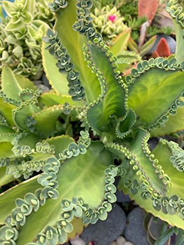 Kalanchoe Mother Of Thousands Succulent Live Plant 2-4" Tall, In 2.5" Pot #TOP7