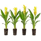 4 Yellow Turmeric Plants, Curcuma Herb Plant, 4-7 Inch Tall
