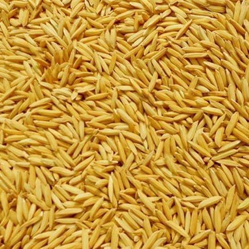 Buy Premium Rice Paddy Seeds, Nellu 450 Grams Enriched with Cuttlefish