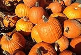  Calabaza ornamental\"Halloween\" - lo mejor para esculpir - 15 semillas