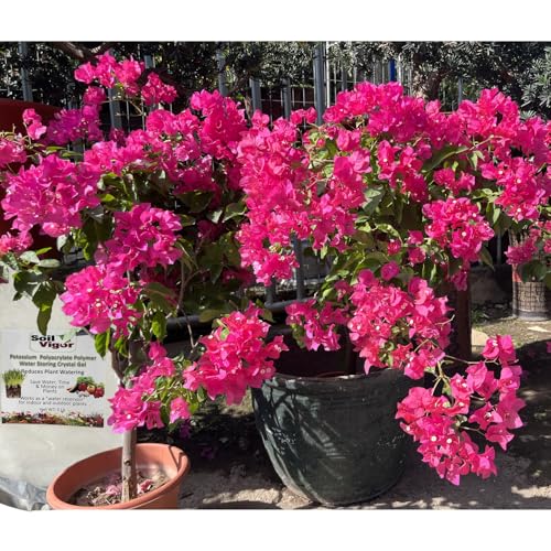Cristales para retener agua para plantas, 1 lb miniatura 4