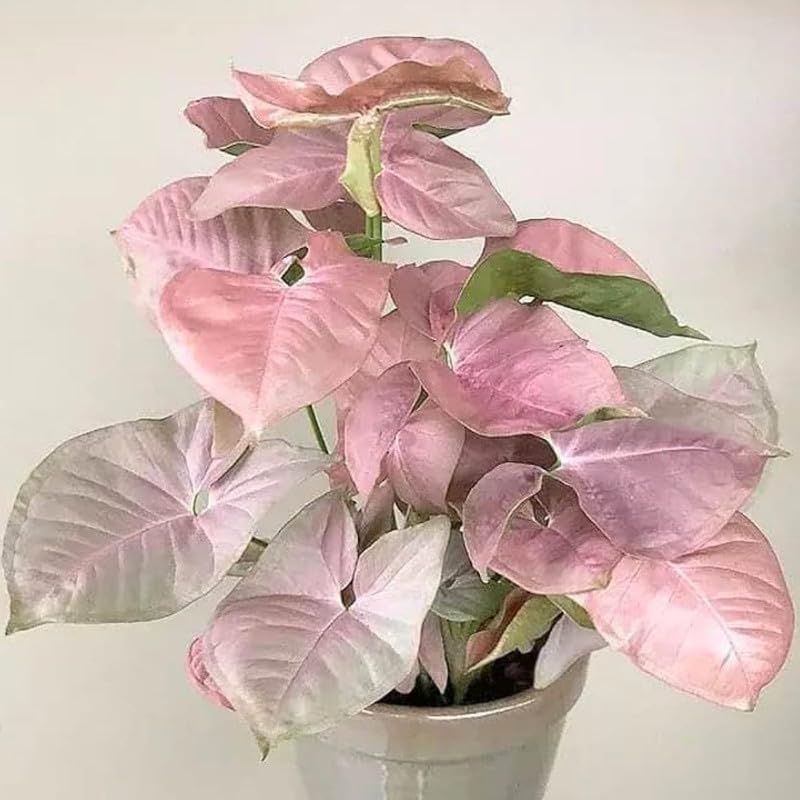 Oxygen plant indoor live plant Good Luck Air Purifying Pink Syngonium Plant Indoor Plant | Pack of 1 With pot-image-34