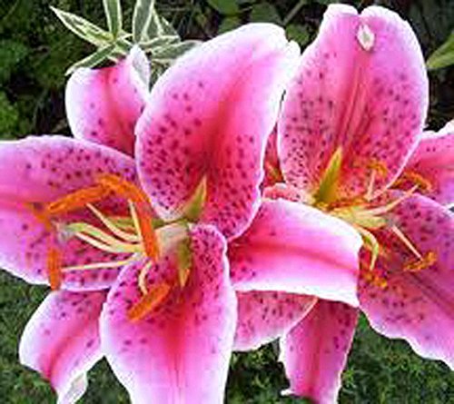 Roberta's Stargazer 12-Piece Collection