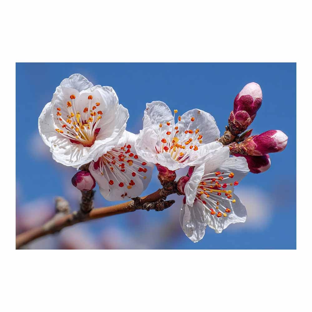 ZAMAEIU Forest Landscape Painting Branch-bloomsing Flower Canvas Artwork posters & prints Suitable for Living Room Bathroom Bedroom Home Wall Decoration(white)-60x90cm Unframed