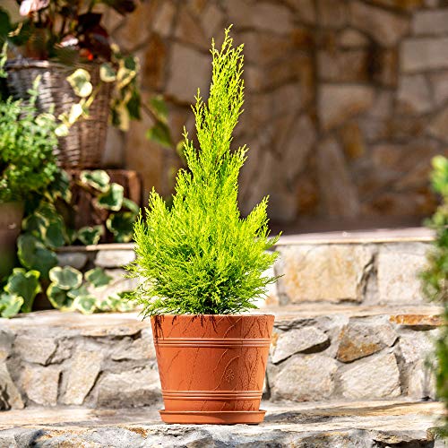 KADAX Blumentopf, Blumenkübel mit Untersetzer, Pflanzkübel für Innen- und Außenbereiche, Holzoptik, wetterfester Pflanztopf aus Kunststoff… – Ansicht 3