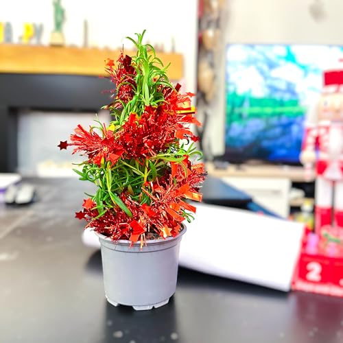 Christmas Rosemary Plant with Tinsel – Mini Real Christmas Tree Alternative, Live Potted Herb Plant for Indoor Tabletop Holiday Home Decoration, 10cm Pot, 20–30cm Tall