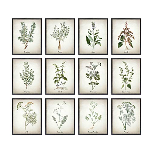 chthsx Herbe Toile Art Peinture Vintage À Base de Plantes Illustrations Affiches et Impressions Herbes Culinaires Botanique Cuisine Mur Art Photo Décor-30x40x12 Pcscm sans Cadre Cover