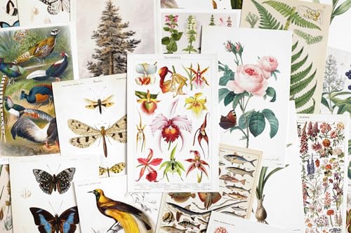 Wintertime Crafts Nature Collection Postcard Set: Pack of 30 Retro Style Botanical, Nature and Birds Postcards