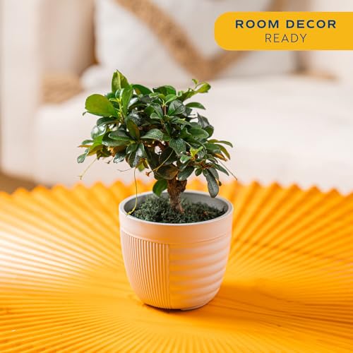 Image of Costa Farms Bonsai Miniature Tree Live Plant in Decorative Pot, Indoor Houseplant, Perfect for Home, Room, or Office Decor, Great House Warming or Birthday Gift, 7-10 Inches Tall