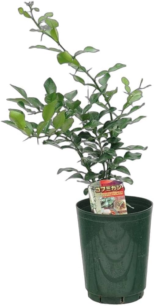 コブミカンの接木苗地植えシリーズ全て単体苗 Amazon.co.jp: コブミカン 苗木 15cmポット 接木 柑橘 苗 自家