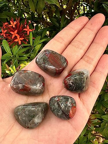 Image of GAF TREASURES 1 /2 LB African Bloodstone Tumbled Stones, Polished African Bloodstone Gemstone, African Bloodstone Healing Crystals (African Bloodstone)