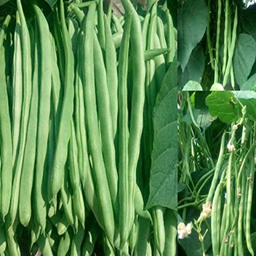 VibeX (Phaseolus vulgaris) Green Bush Bean Seeds-100 Seeds