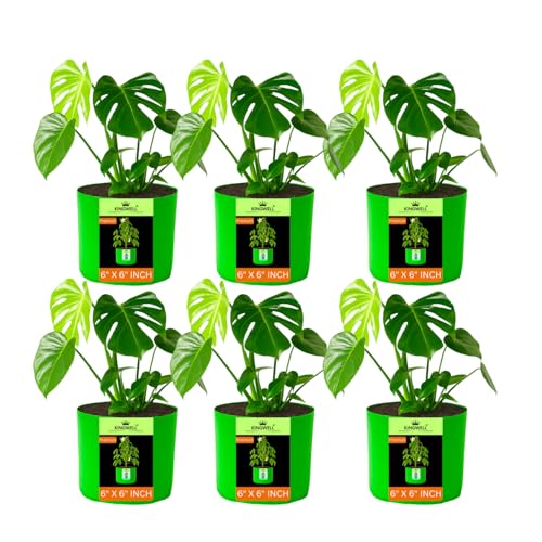 Image of Kingwell Plant Grow Bags 6x6 inch pack of 6, Bags for Plants Gardening Home, Grow Bags for Terrace Gardening