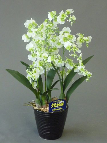 IVW[  3{ G}Ԃ̍Yi 24Ԍʎ̃_uR[eBO