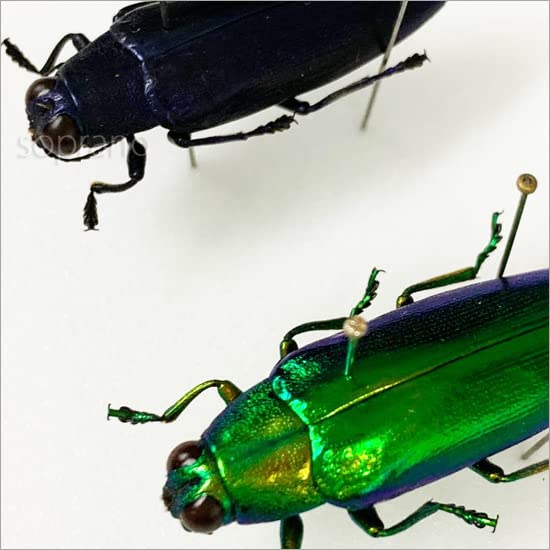 Amazon.co.jp: 虫の標本 ツマアカタマムシ 2匹 ライトフレーム