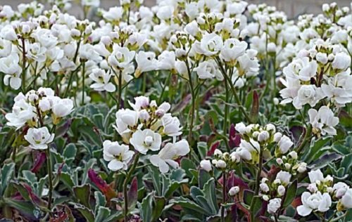 Amazon.com : 50+ Arabis Caucasica Snow Cap Flower Seeds / Rock Cress /  Perennial / Thrives in Poor Soil, Even Hard Clay : Patio, Lawn & Garden