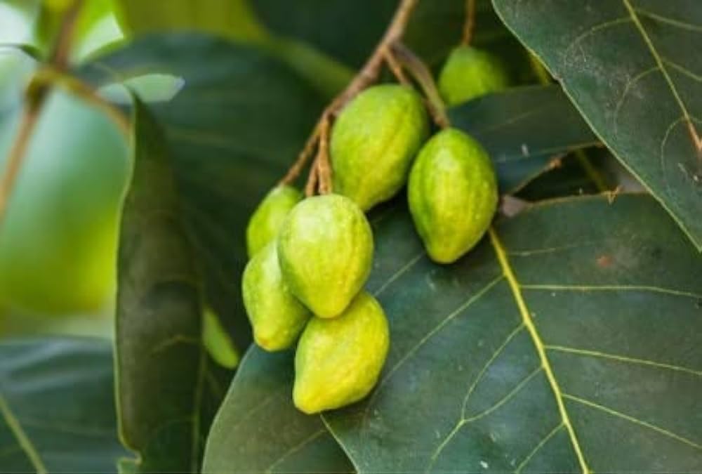 Nandini Garden Haritaki Harida Chebulic Myrobalan Myrobalan Harra Harad Manahi Katukka Nallakaraka Halle Karedha Ordo Hilika Kayastha Jivapriya Terminalia chebula Horitoki Hartoki Live Plant 1.5-2 ft (B0CHPFY49Q) Amazon Price History, Amazon Price Tracker