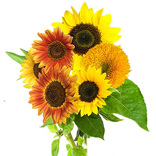 Sunflower Seeds to Plant A Mix of Sunflowers Velvet Queen, Autumn Beauty, Dwarf Sunflower, Sunspot, Mammoth, Teddy Bear, Lemon Queen, and Sungold.