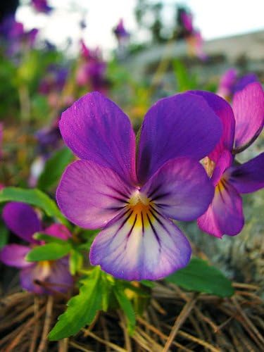 JOHNNY JUMP UP HELEN MOUNT Violeta Viola Tricolor Semillas de Flores