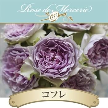 蕾付き:バラ【コフレ】苗 パープルラベンダーライムローズ 紫 接木 正規品 大苗 蕾付き:バラ【コフレ】苗 パープルラベンダーライムローズ 紫