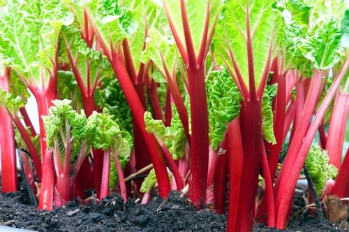 Victoria Rhubarb Crown Large Healthy Root for Planting Hardy Perennial Vegetable Produces Sweet-Tart Stalks Each Year Easy to Grow in Garden Beds or Containers (1 Root)
