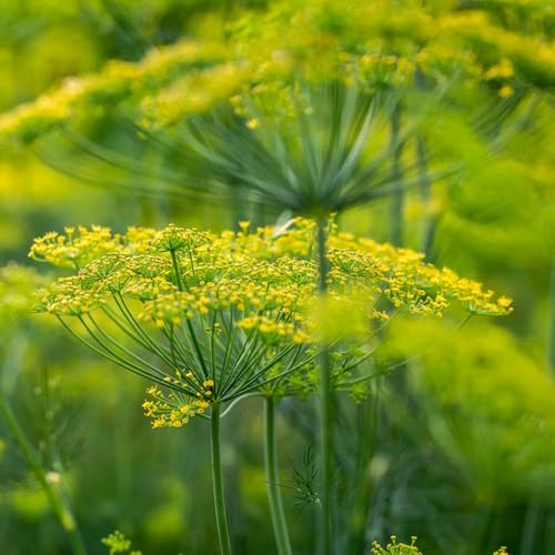 semi di aneto resistente - aiuole rialzate giardino interno 1000pcs